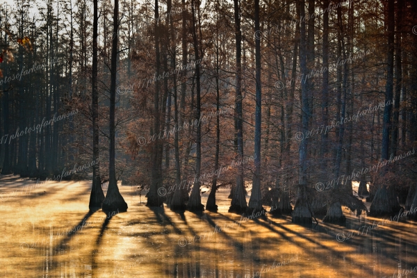 31 Sunrise Through The Trees On Black Bayo - Professional Arkansas River Valley Gallery No 1 photography by Paul Caldwell